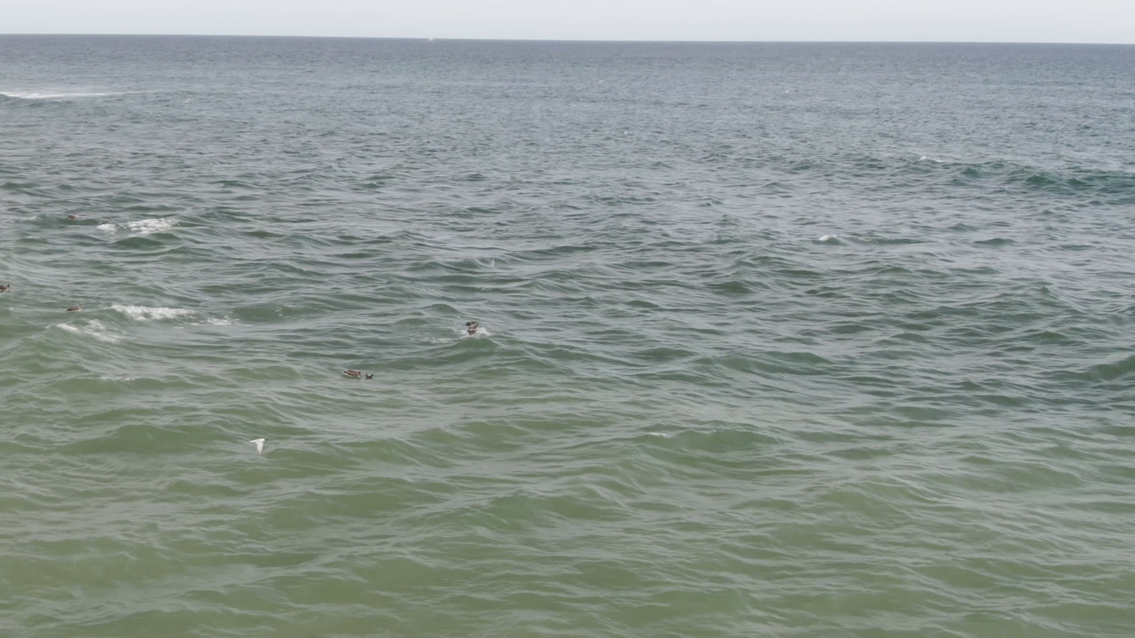 Green ocean with a small white bird above the water and darker birds nearby.