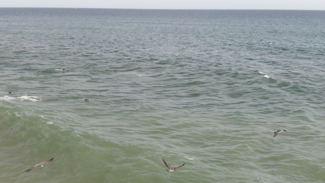 Aerial frame from San Jose del Cabo showing a raised green wave in the foreground, small people in the water, seabirds skimming low, and open ocean beyond.