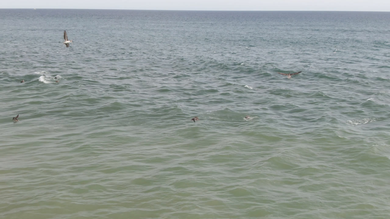 Wide ocean view with birds over waves and distant people in the water.