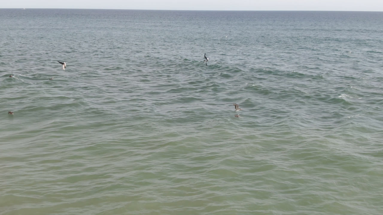 A San Jose del Cabo ocean frame with the horizon high in the shot, textured green water below, small distant swimmers or surfers, and birds spread across the waves.