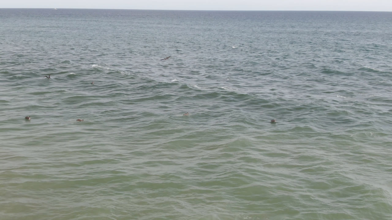 Open ocean off San Jose del Cabo with small birds scattered above green-blue waves and no visible people at the start of the clip.