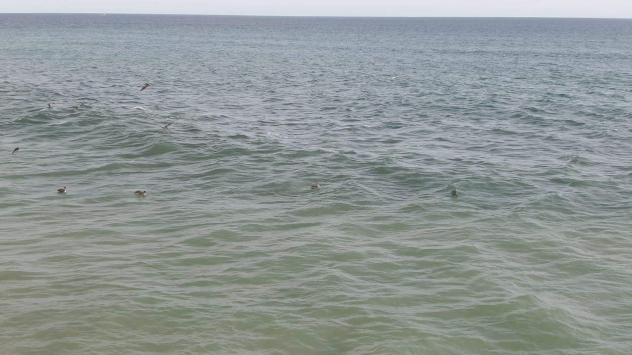 Birds fly low over textured San Jose del Cabo ocean water, with a level horizon and no visible people in the second frame.