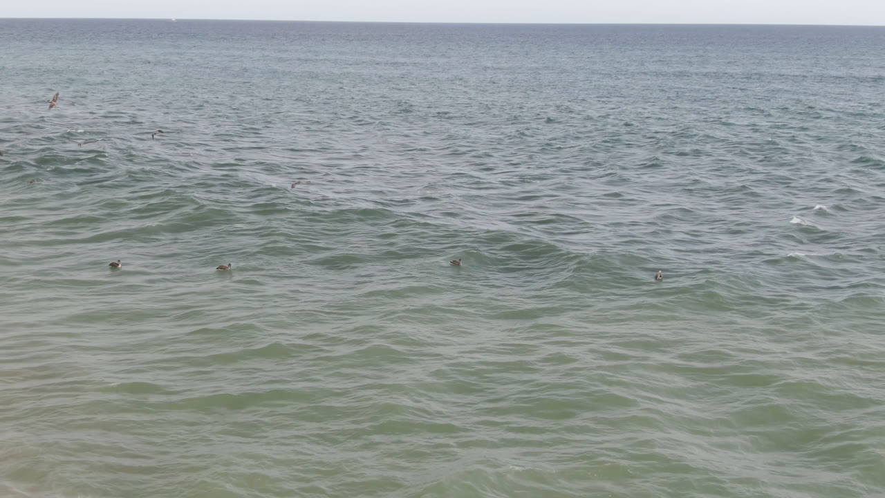 Small birds crossing above rolling sea surface