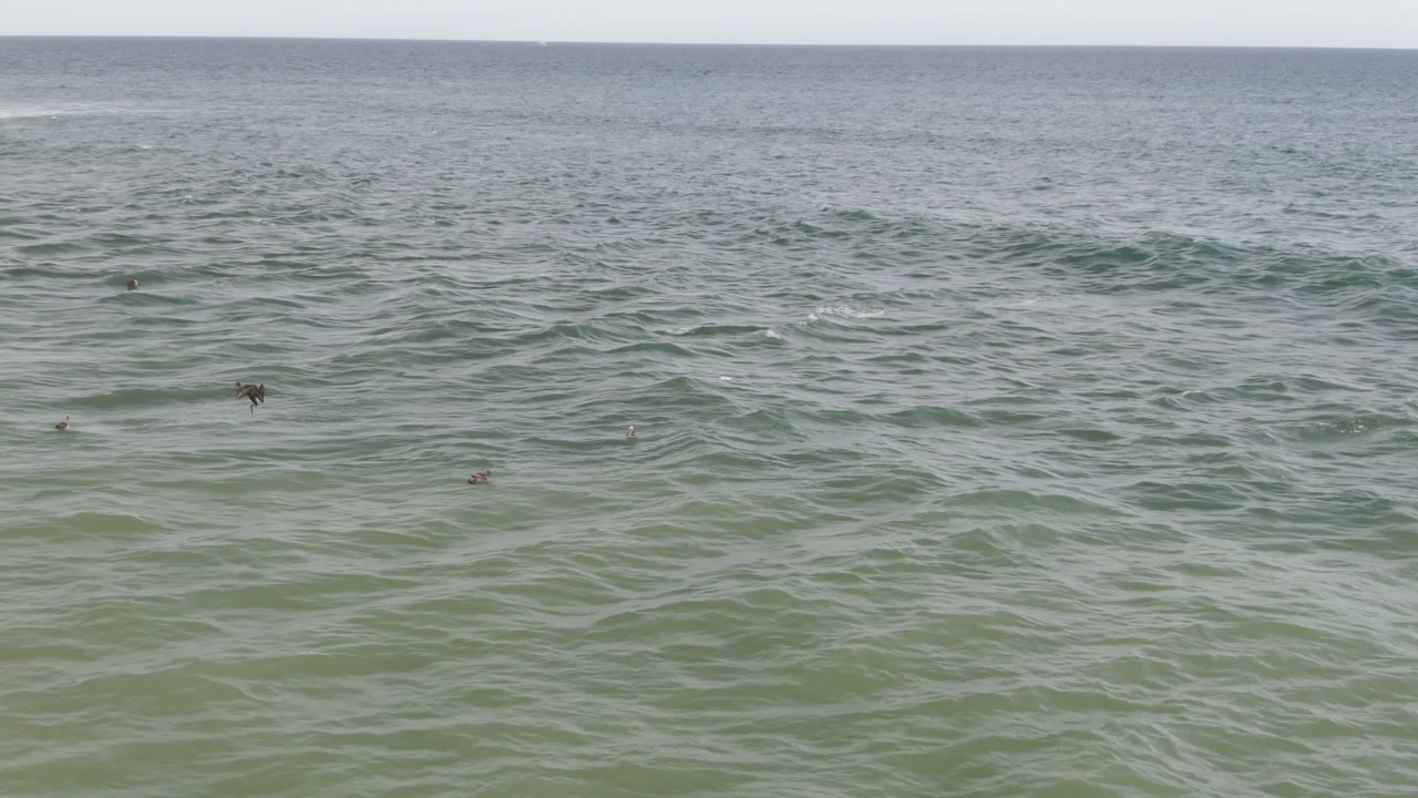 Wide San Jose del Cabo ocean frame with green-blue rolling water, a level horizon, tiny birds near the surface, and no visible people.