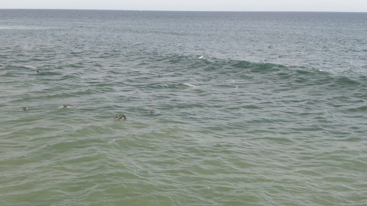 Green-blue ocean with distant birds and low waves