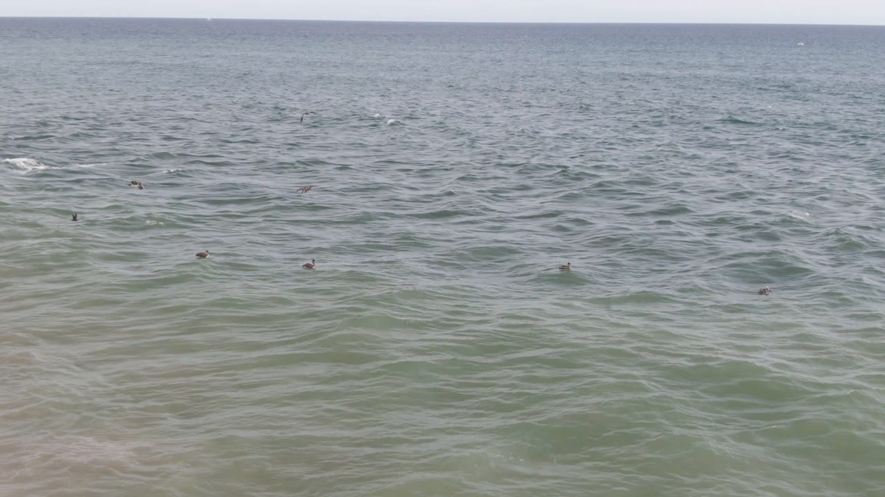 Birds are spread across the green-blue ocean near shore in San Jose del Cabo, with a band of foam entering the lower frame and no visible people.