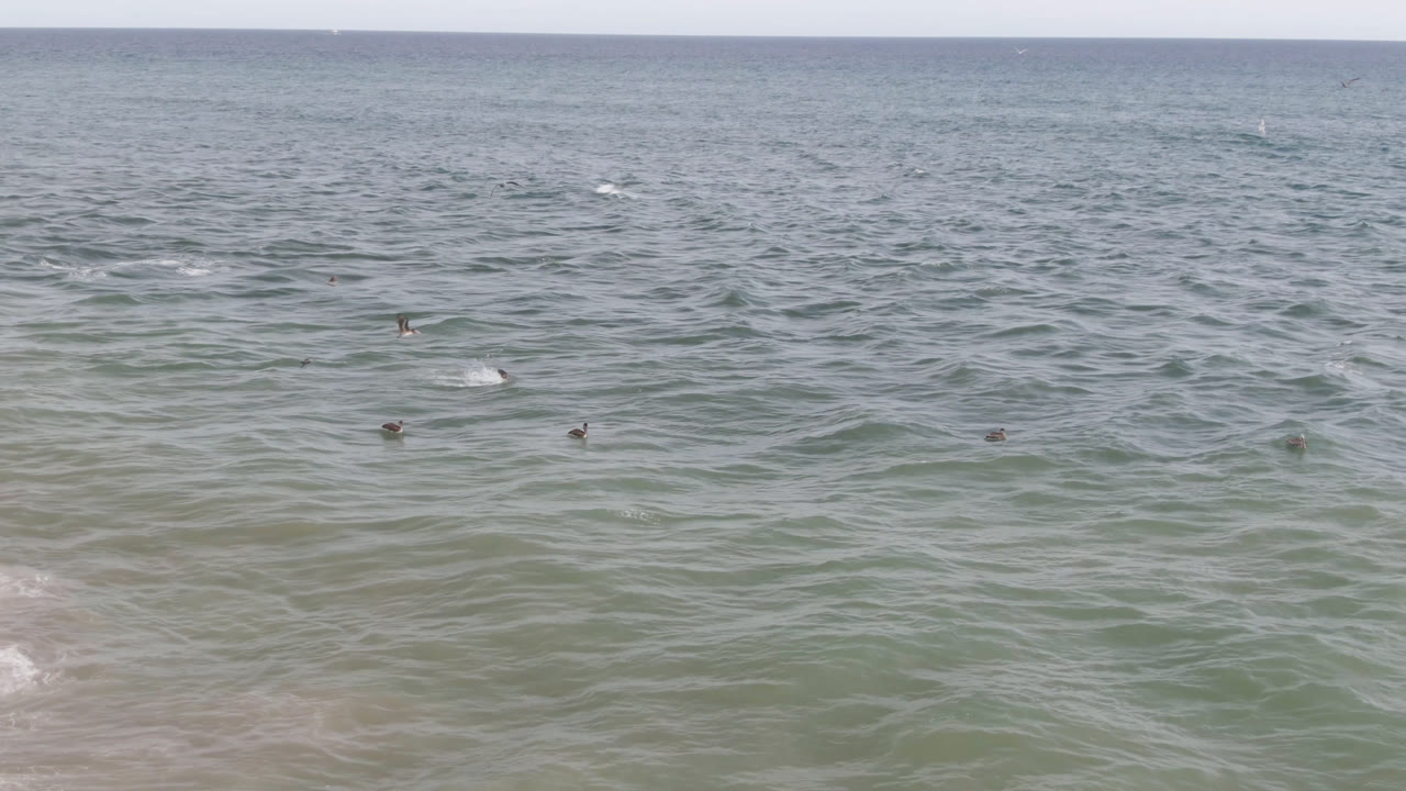A wide ocean view in San Jose del Cabo shows small birds on rippled water, a straight horizon line, and no visible people.
