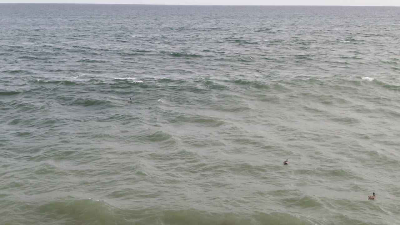 Small birds float in the green-gray ocean off San Jose del Cabo, Mexico, with soft wave texture, white foam flecks, and no visible people.