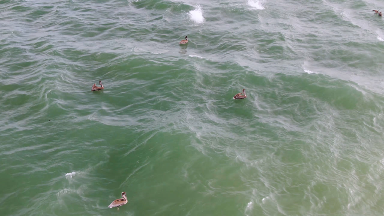 Several ducks float across green ocean water with white foam streaks in San Jose del Cabo, Mexico, with no visible people.