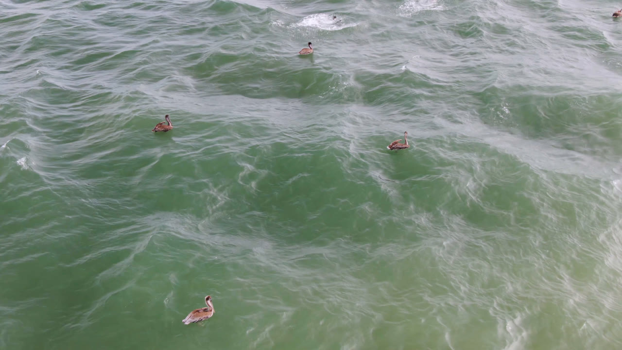 Ducks are spread across choppy green water in San Jose del Cabo, Mexico, as white wave trails cross the frame and no visible people appear.