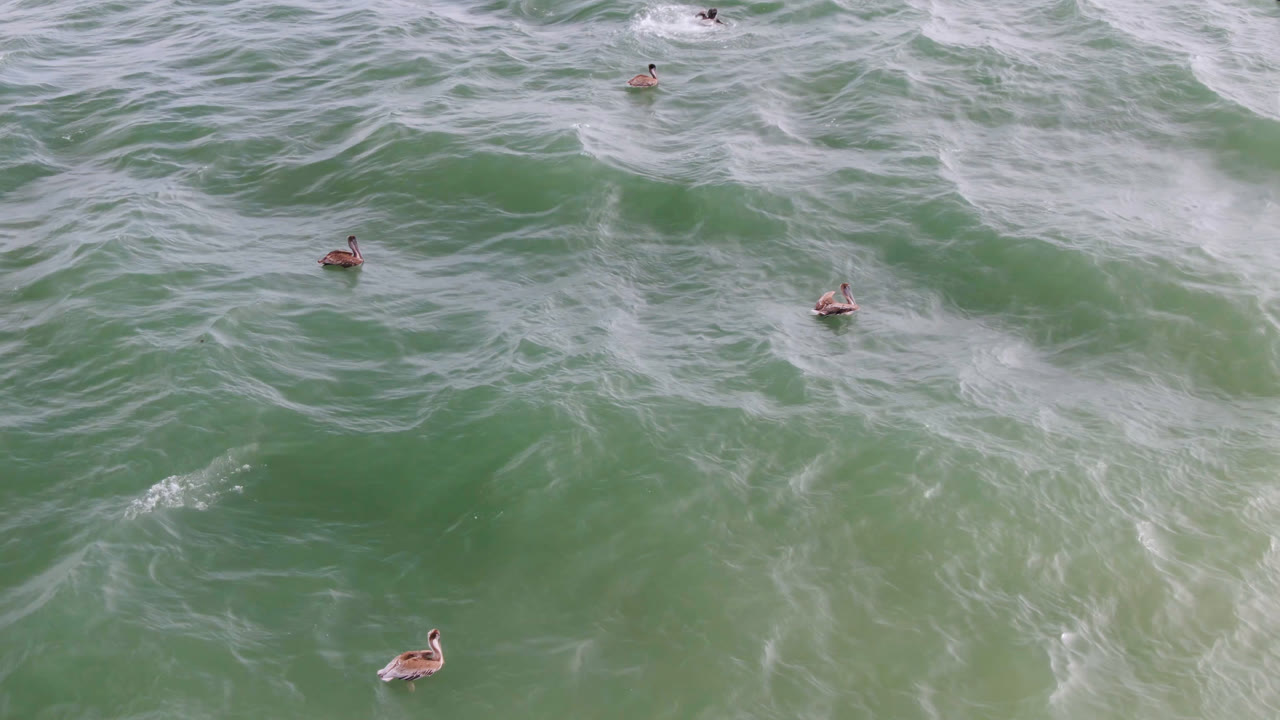 Ducks on green surf with foam bands running through the water.