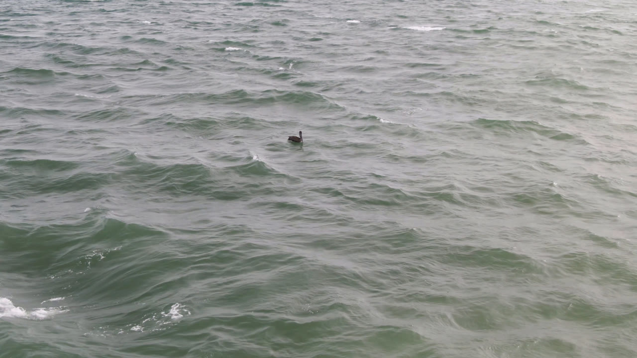 Small duck floating on choppy gray-green ocean water.