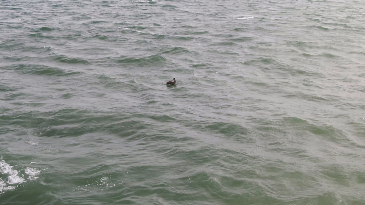 The duck appears nearer the center of the San Jose del Cabo ocean frame, surrounded by low wave ridges and no visible people.