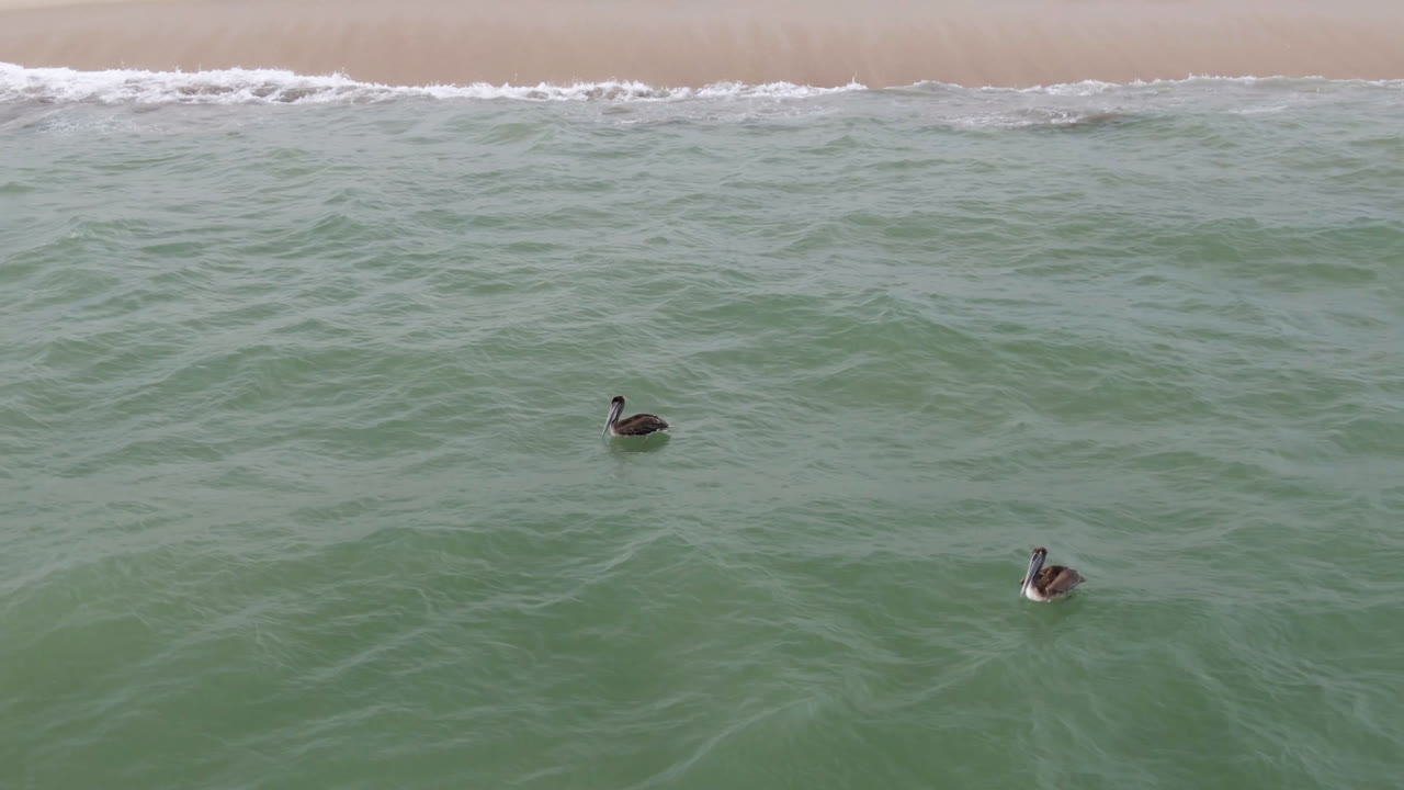 Two ducks float apart in green ocean water near the shoreline in San Jose Del Cabo, Baja California Sur, with white surf at the top of frame and no visible people.