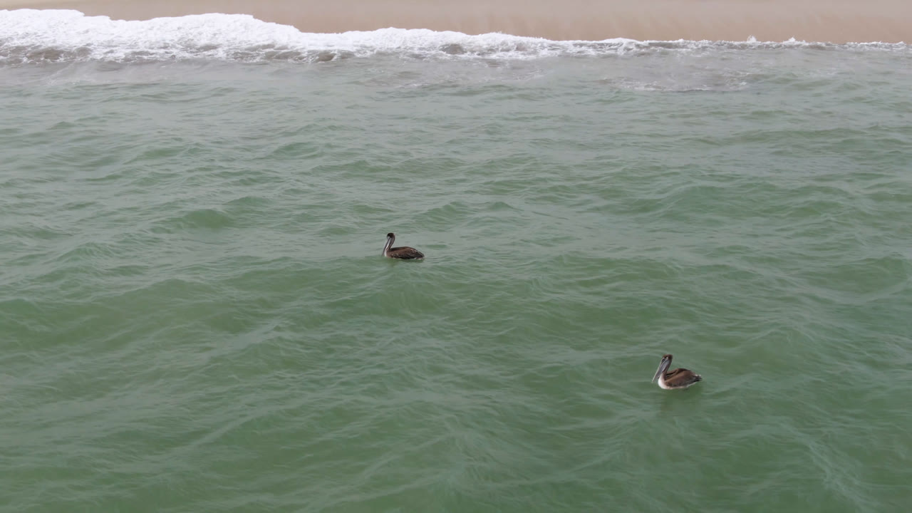 Two ducks drift on textured green ocean water in San Jose Del Cabo, Baja California Sur, with a band of foamy surf and sand along the upper edge and no visible people.