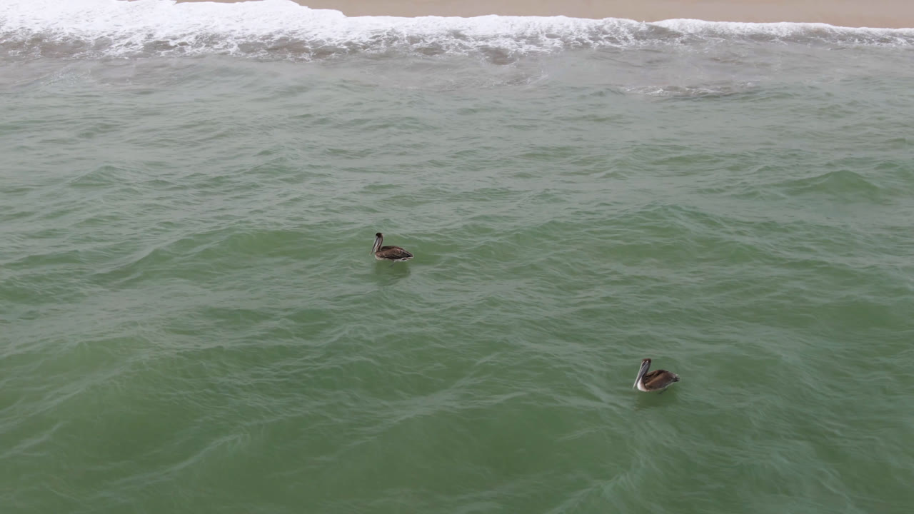 Two ducks on rolling green water with surf near the beach.