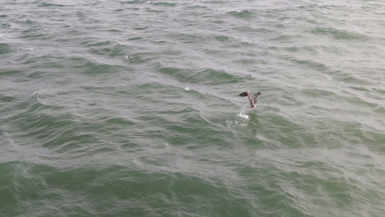 Bird flying low over green-gray ocean water