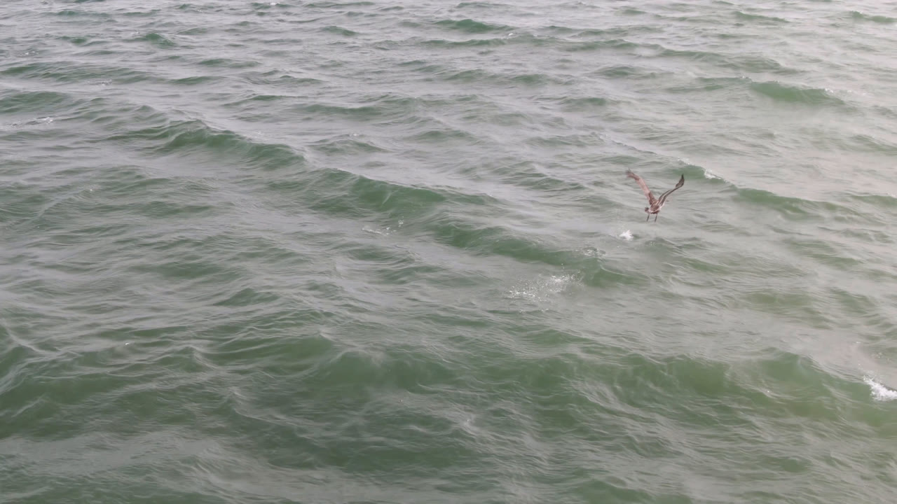 A bird glides over choppy San Jose del Cabo ocean water, with muted cloudy light and no visible people.