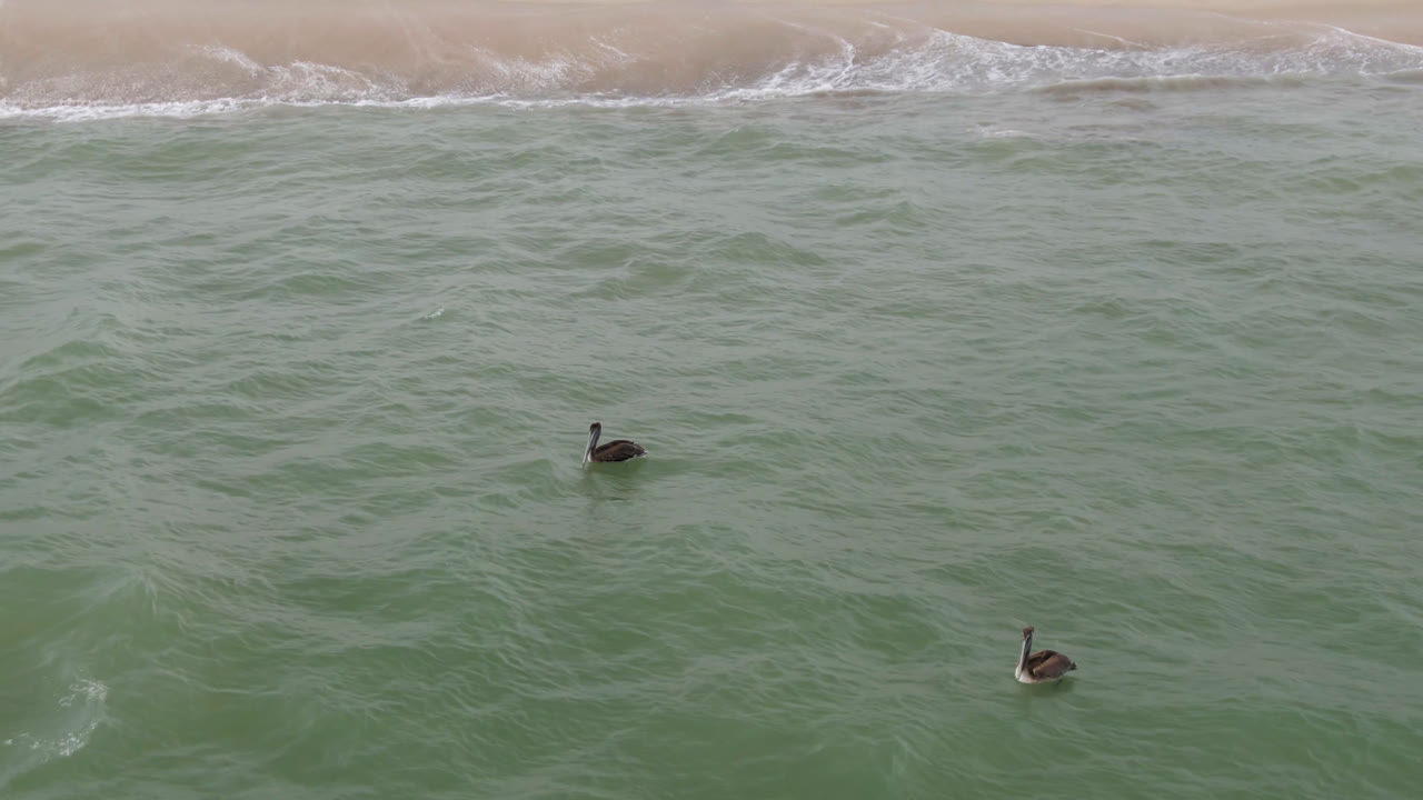 Aerial frame from San Jose del Cabo, Mexico with a narrow beach band at the top, broken white waves near shore, and dark seabirds spaced across rippled green water.