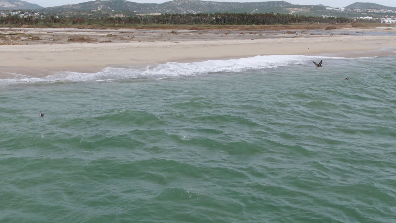 A bird crosses above the nearshore water at San Jose del Cabo while low waves break on the sand and the background hills remain visible, with no visible people.