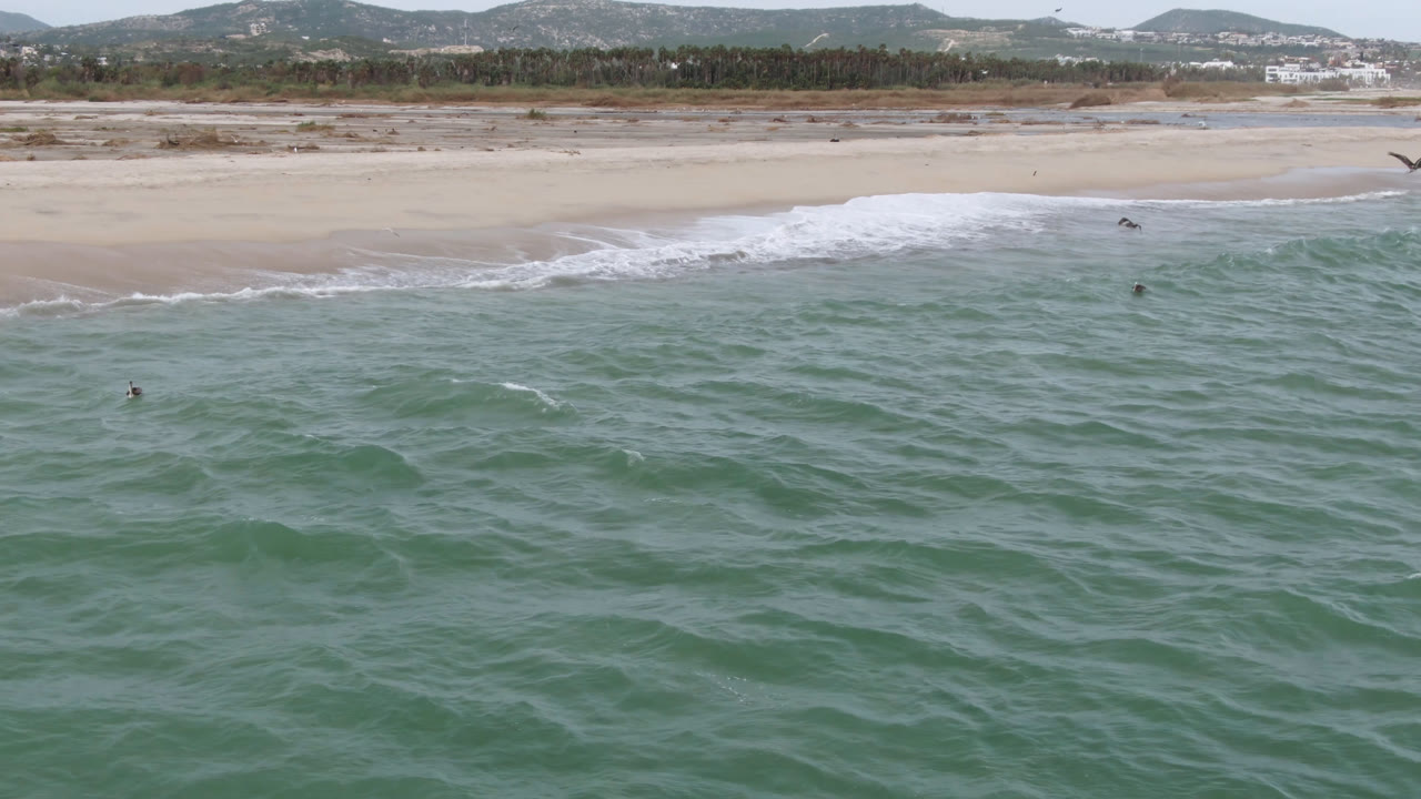 Small birds above choppy green water beside a quiet beach.