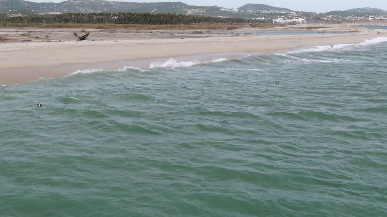 A dark bird flies low over green ocean water near a sandy San Jose del Cabo beach, with white surf, distant hills, and no visible people.