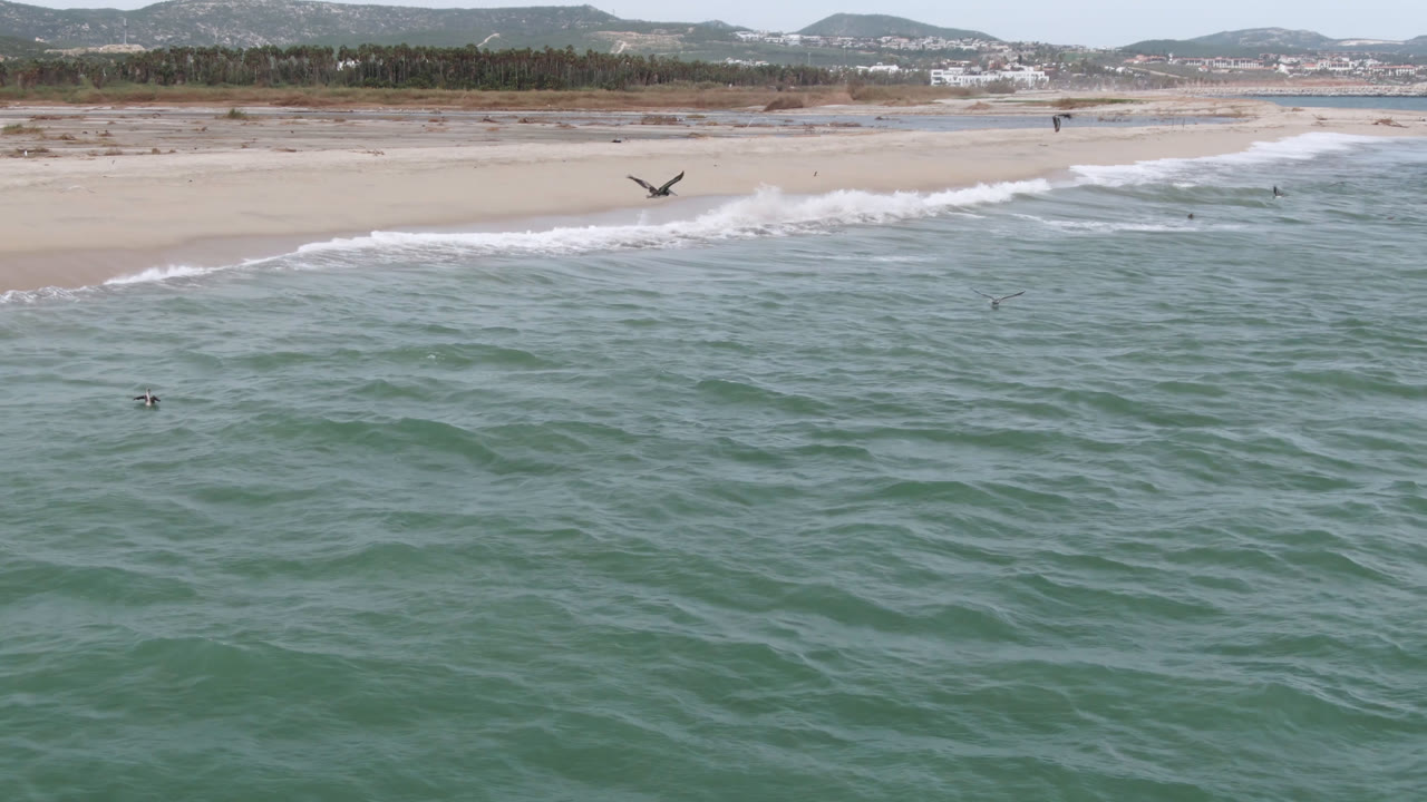 A bird crosses near the center of the frame above textured green water, with San Jose del Cabo surf, sand, trees, and no visible people in the distance.