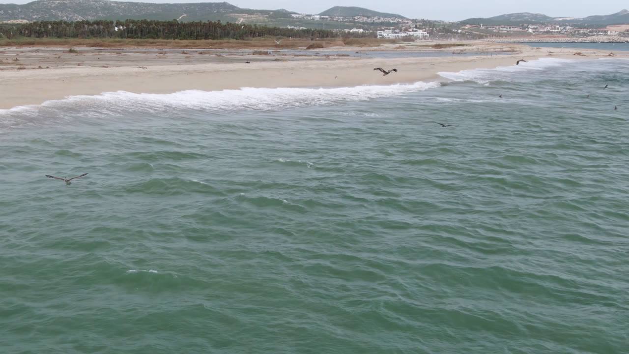 Bird flying above ocean with a wide beach behind