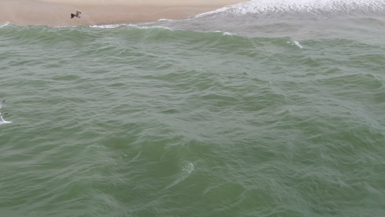Aerial frame from San Jose del Cabo with textured green water dominating the view, a narrow white wave line at the beach, and small birds near the top edge with no visible people.