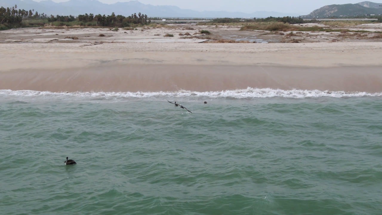 Aerial view of surfers near waves off a sandy beach.
