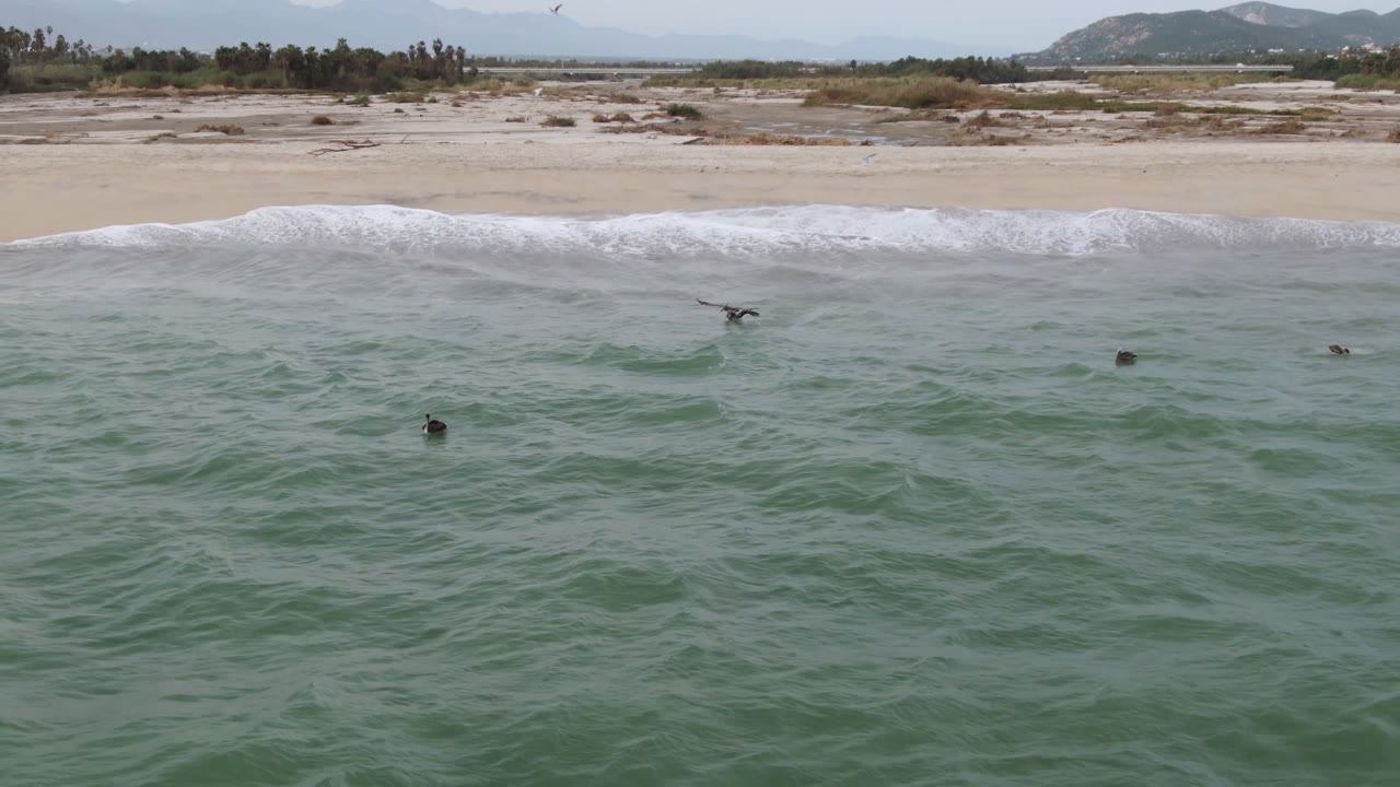 Elevated coastal frame in San Jose del Cabo with green-blue water in the foreground, birds over the surf, small distant swimmers, a sandy beach, palms, and hazy hills beyond.