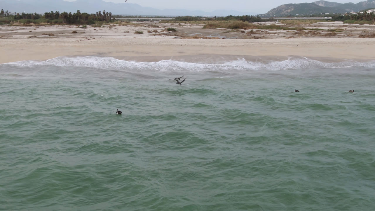 A low-flying dark bird crosses above the San Jose del Cabo shorebreak while small swimmers remain scattered in the green water and the pale beach stretches behind them.