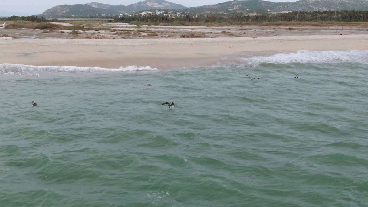 At 0:01, scattered birds cross choppy ocean water in San Jose del Cabo while a white surf band rolls onto the empty sand behind them, with no visible people.