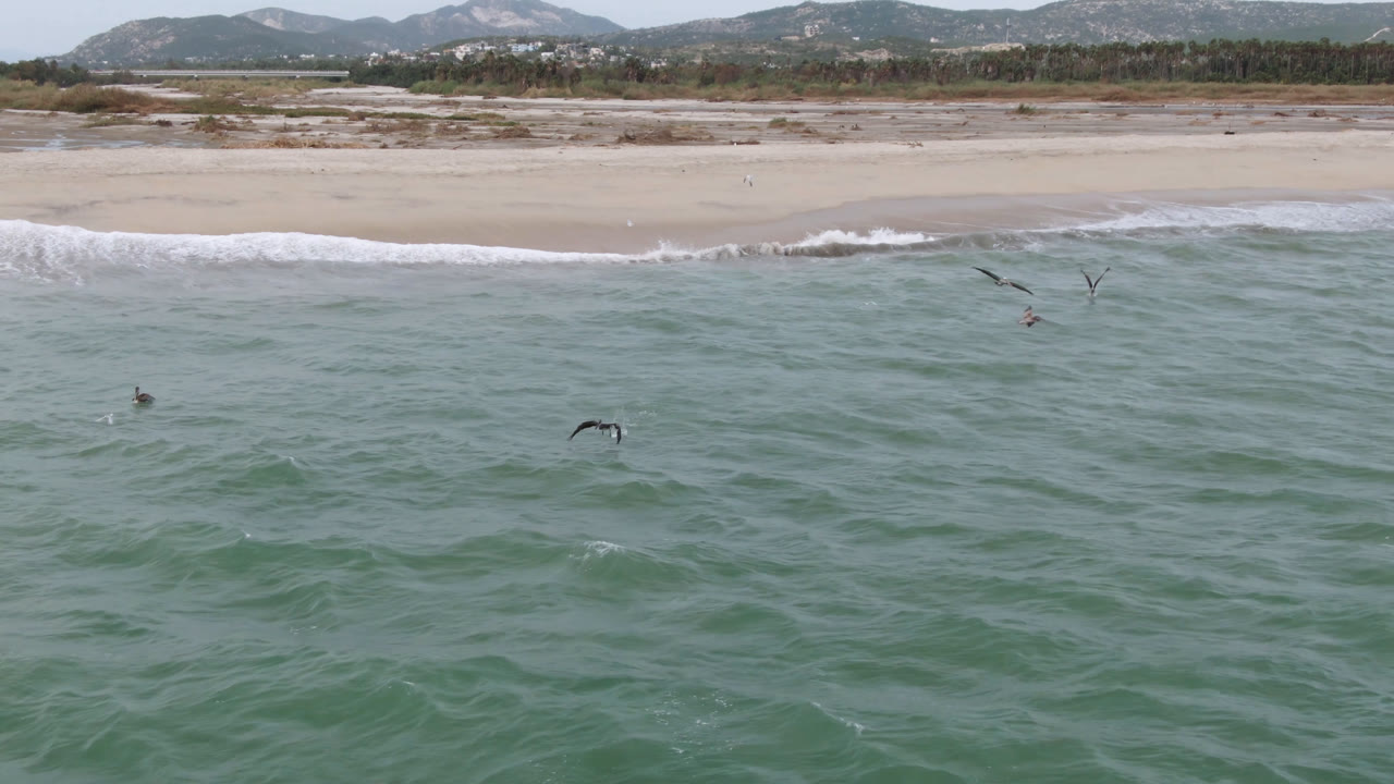 Birds skimming ocean water with beach and hills in the background.