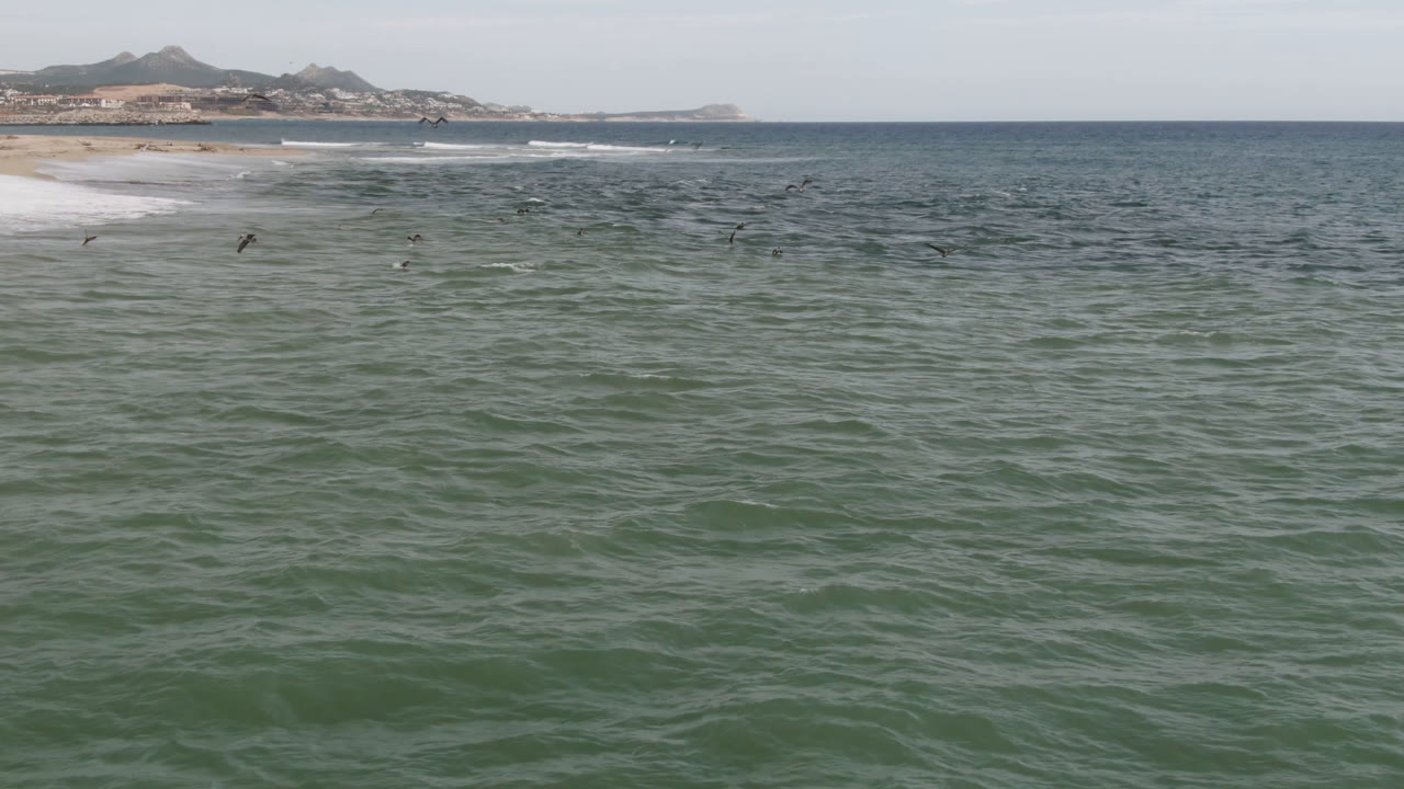 Birds fly low over green-blue water near a sandy beach in San Jose del Cabo, Mexico, with white surf and distant hills visible and no visible people.