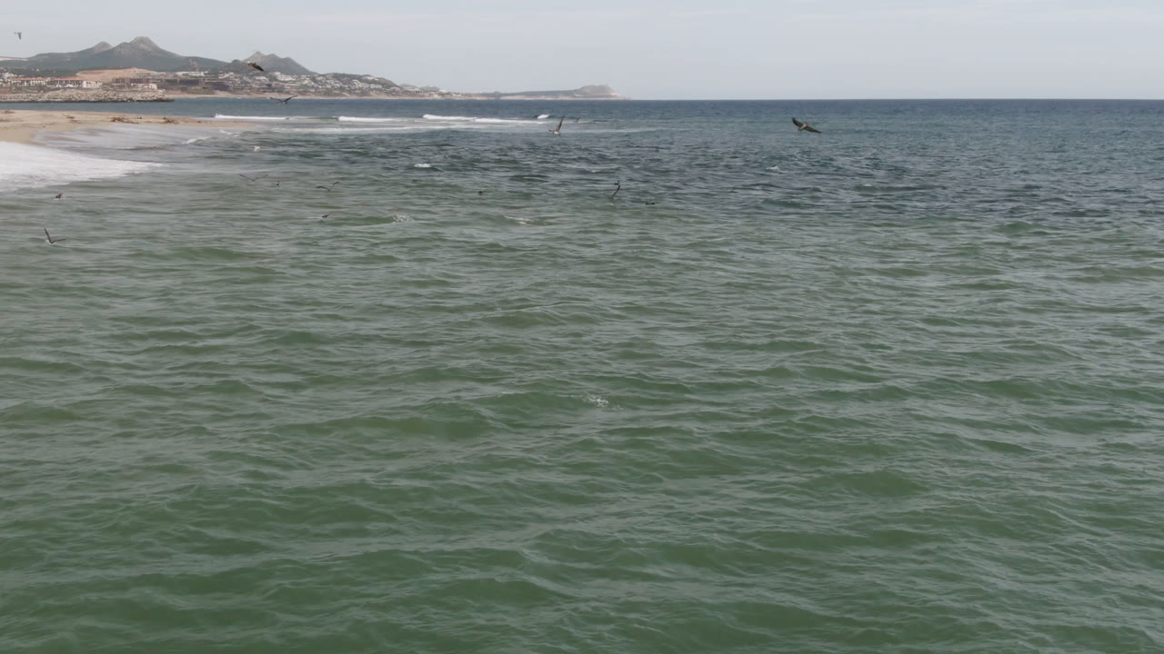 Small birds cross the midground above rippled ocean water in San Jose del Cabo, Mexico, while surf rolls toward the beach at left and no visible people appear.