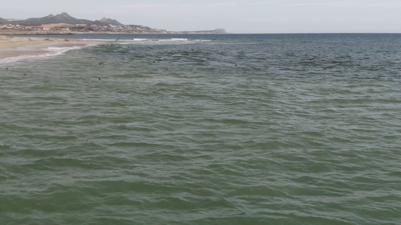 A wide San Jose del Cabo ocean view shows small birds spread across the water, white surf near the sand, and no visible people.