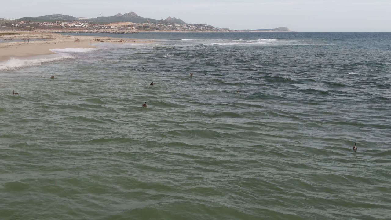Aerial frame over San Jose del Cabo water with birds spaced across the ocean surface, white wave lines reaching the beach at left, a hazy coast in the distance, and no visible people.