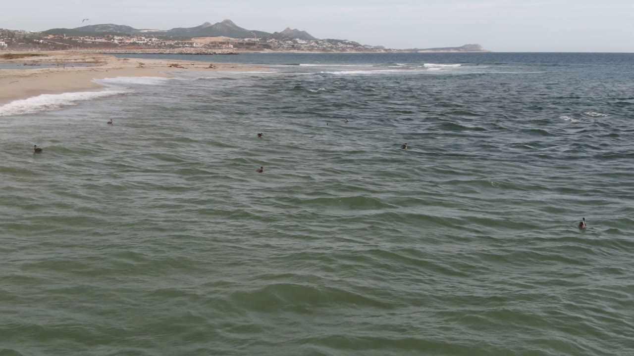 Wide aerial coastline with birds scattered over ocean water