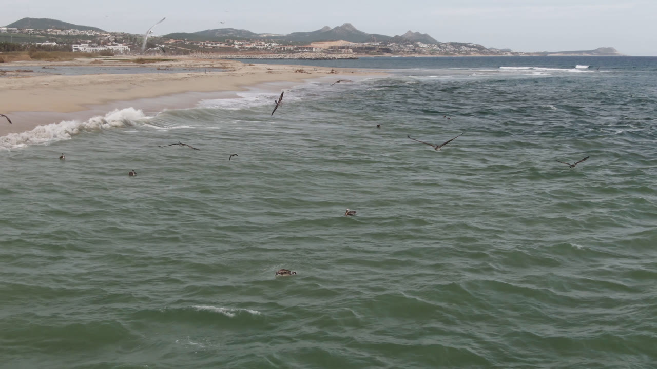 Surfers appear as small figures in the ocean off San Jose del Cabo while birds pass over a band of white water rolling toward the sandy beach.