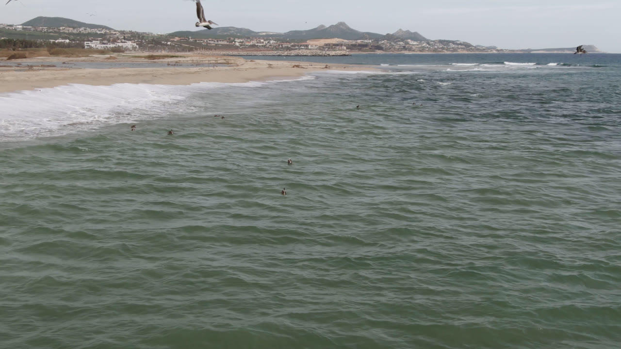 San Jose del Cabo coastline seen from above, with rippled ocean dominating the frame, a breaking wave near shore, birds crossing the sky, and no visible people.