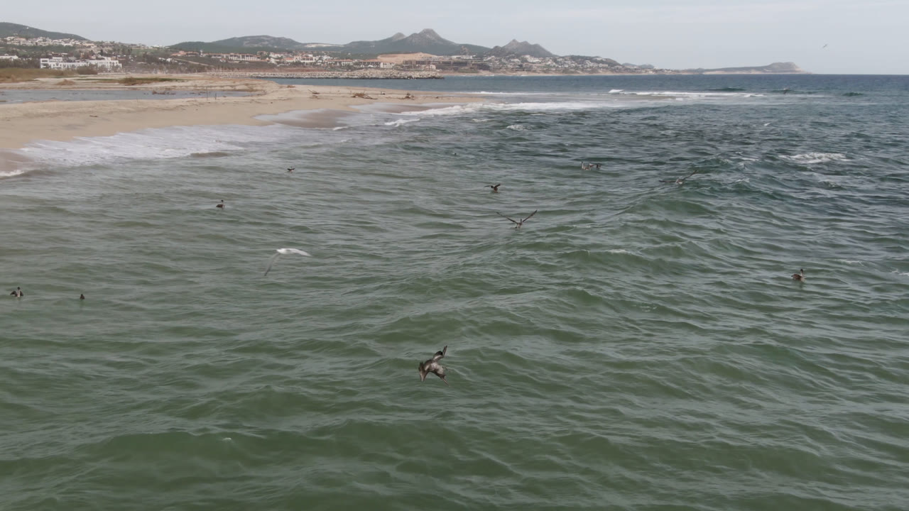 A bird flies above green ocean swells off San Jose del Cabo, with sandy beach, white surf, distant hills, and no identifiable people visible.