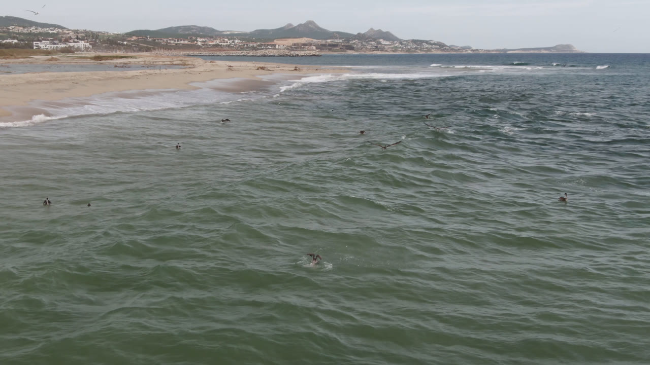 The bird glides lower over choppy water in San Jose del Cabo, while white breakers trace the sandy shoreline below distant hills.