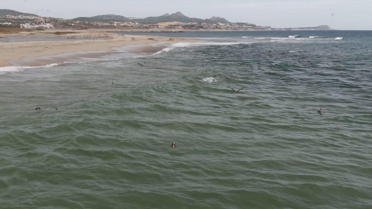 Several dark birds appear over the ocean near San Jose del Cabo, with one bird closer to frame and surf breaking along the beach in the background.