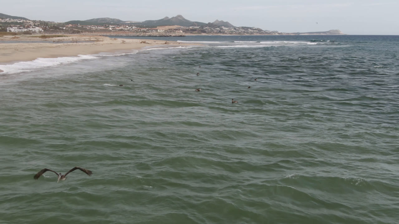 Wide San Jose del Cabo ocean view with textured green water, small surfers offshore, sandy beach behind them, distant hills, and two birds crossing low at the left edge.
