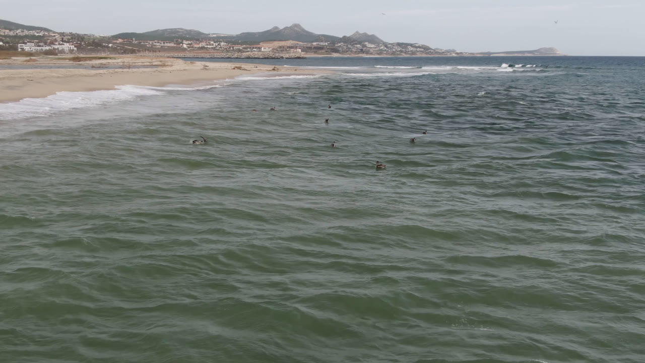 San Jose del Cabo surf break with scattered surfers in the green water, white foam along the sandy shoreline, low hills, and coastal buildings under pale daylight.