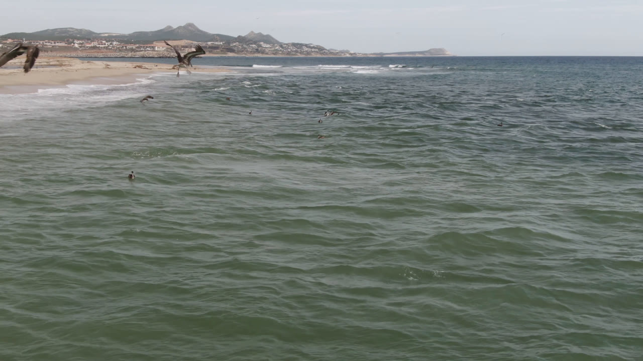 Birds fly across green-blue ocean water near the sandy San Jose Del Cabo shoreline, with distant hills under a pale sky and no visible people.