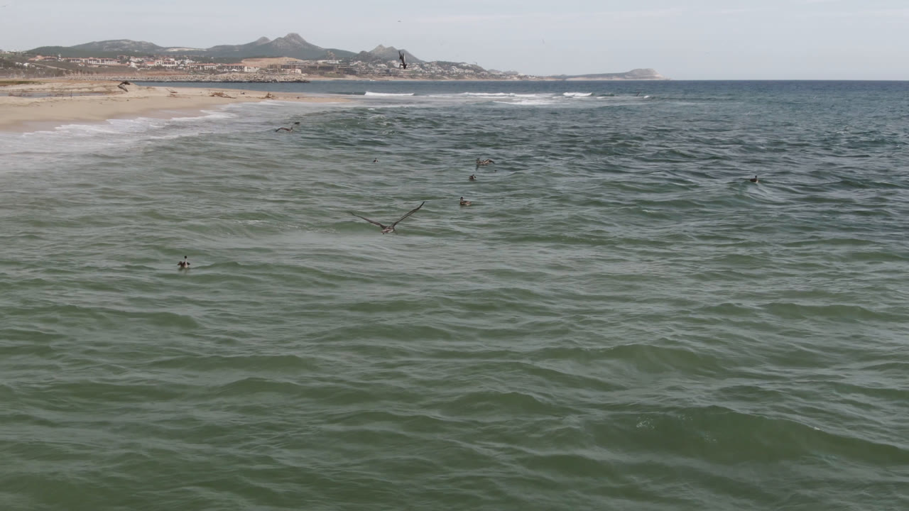A wider moment shows birds scattered above choppy water off San Jose Del Cabo, with the beach running along the left edge and no visible people.