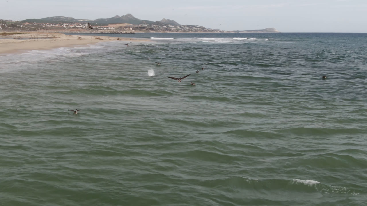 Birds flying above waves with shoreline and hills behind