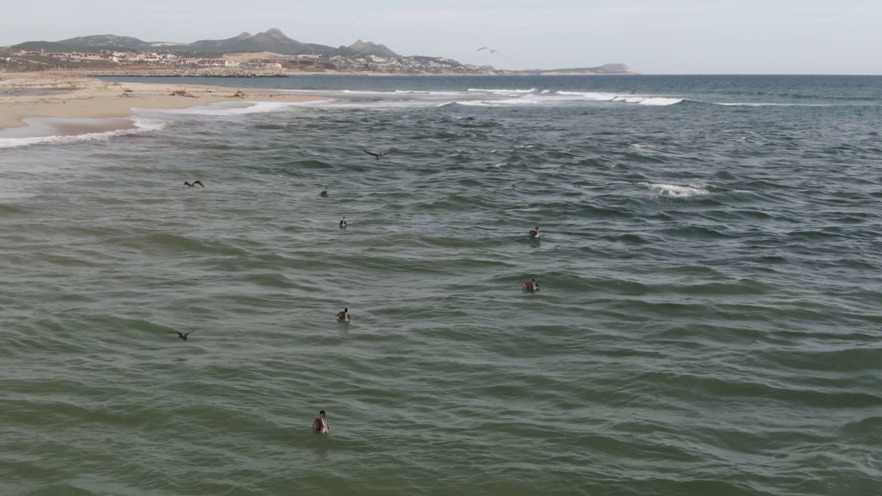 Elevated coastal frame from San Jose del Cabo showing swimmers farther apart in textured water, a curling surf line by the beach, low hills, and a few birds moving through the sky and foreground.
